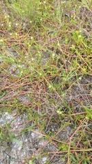 Blutaparon vermiculare