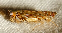 Scaphoideus