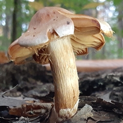 Cortinarius distans