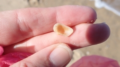 Striarca lactea