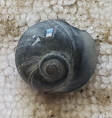 Neverita duplicata