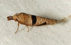 Pelochrista dorsisignatana