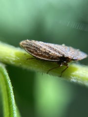 Aphrodes makarovi