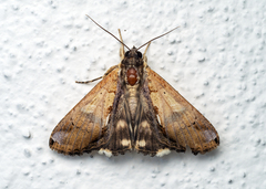 Ercheia multilinea