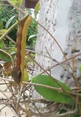 Hemeroplanes triptolemus