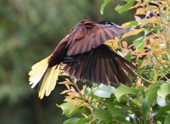 Psarocolius montezuma