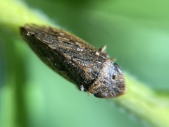 Aphrodes makarovi