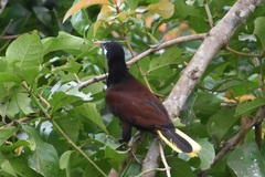 Psarocolius montezuma