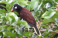 Psarocolius montezuma