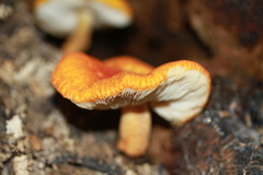 Pluteus aurantiorugosus