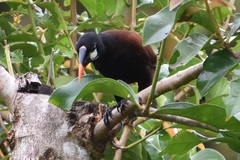 Psarocolius montezuma