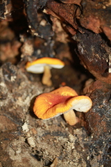 Pluteus aurantiorugosus