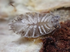 Holoverticata