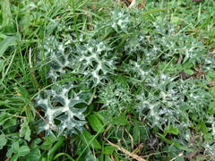 Eryngium bourgatii