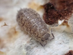 Holoverticata