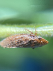 Aphrodes makarovi