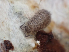 Holoverticata