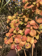 Viburnum rafinesqueanum