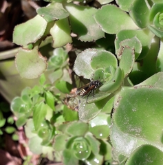 Brachygastra lecheguana