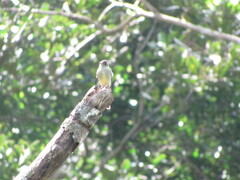 Tyrannidae