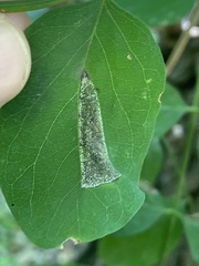 Macrosaccus robiniella