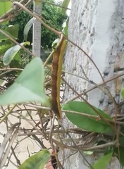 Hemeroplanes triptolemus