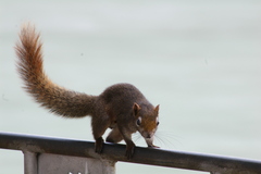 Callosciurus finlaysonii