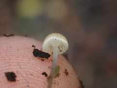 Roridomyces roridus