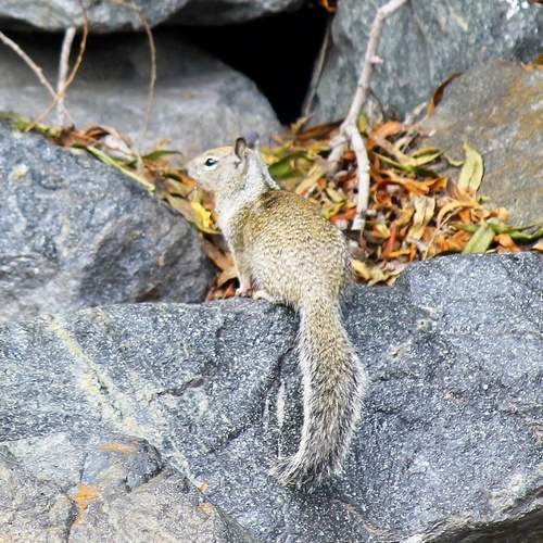 iNaturalist observation photo of California Ground Squirrel