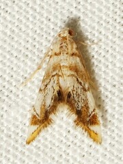 Eoparargyractis irroratalis