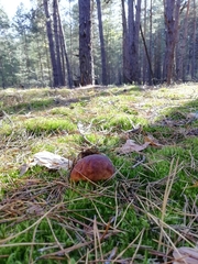 Boletus pinophilus