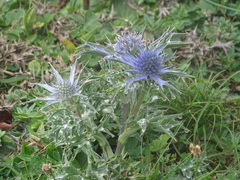 Eryngium bourgatii