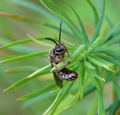 Lasioglossum marginatum