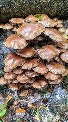Pholiota terrestris