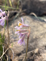 Tulbaghia natalensis