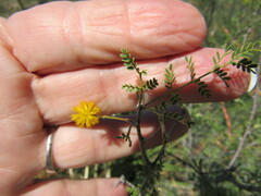 Vachellia constricta