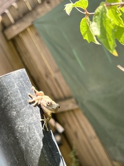 Hyla chrysoscelis