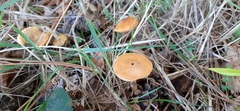Fungi