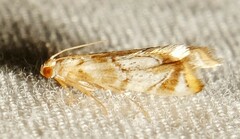 Eoparargyractis irroratalis