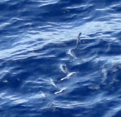 Cheilopogon