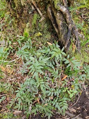 Blechnum procerum
