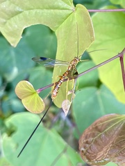 Megarhyssa greenei