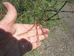 Vachellia constricta