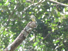 Tyrannidae