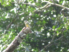 Tyrannidae