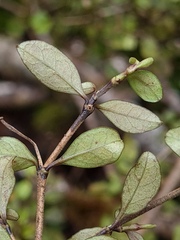 Coprosma colensoi