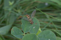 Episyrphus balteatus