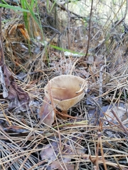 Ampulloclitocybe