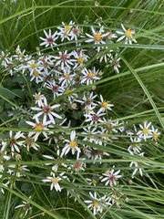 Eucephalus engelmannii