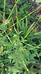Sisymbrium officinale